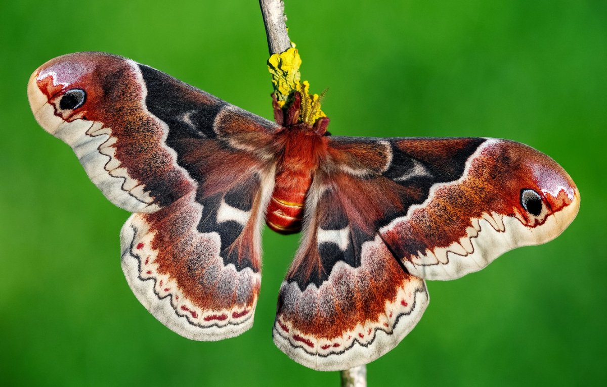 Бабочка коричневая с оранжевыми