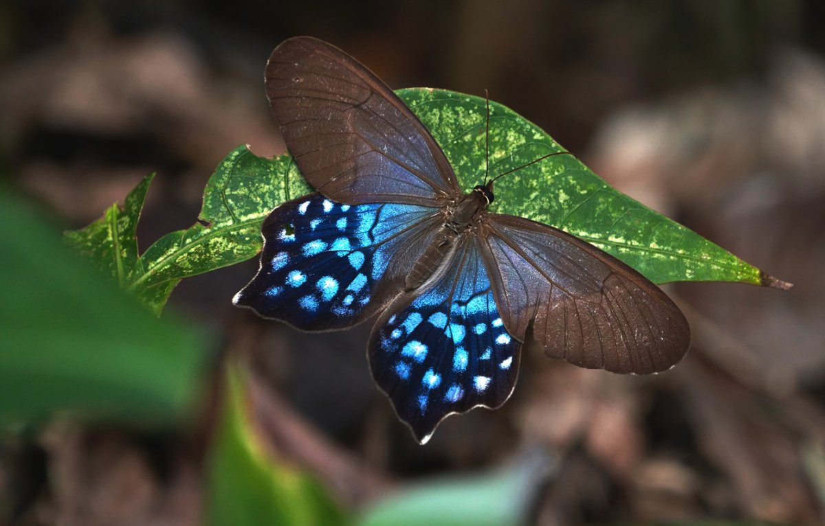 Бабочка Павлиноглазка Селена