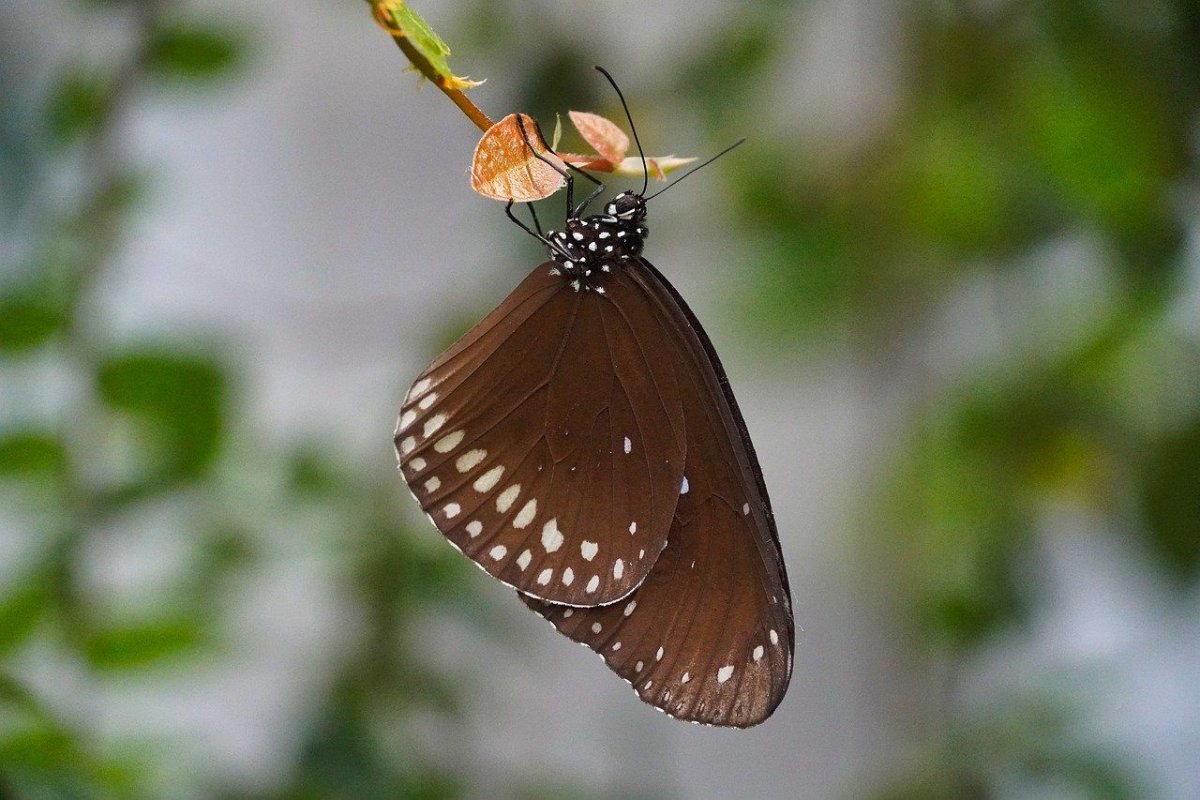 Бежевые бабочки