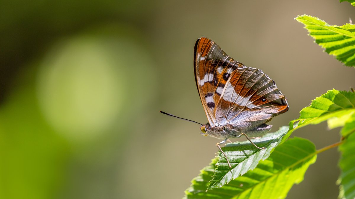 Бабочка на ладони