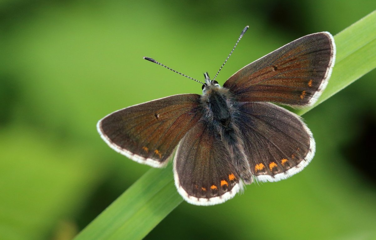 Коричневая бабочка