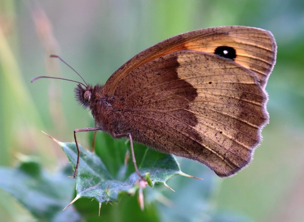 Большеглазка бабочка