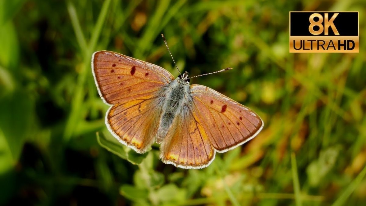 Бабочка черная Крылья с оранжевыми краями