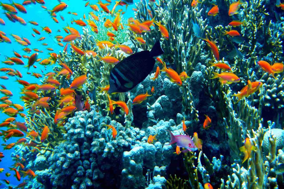 Коралловый риф в Шарм Эль Шейхе