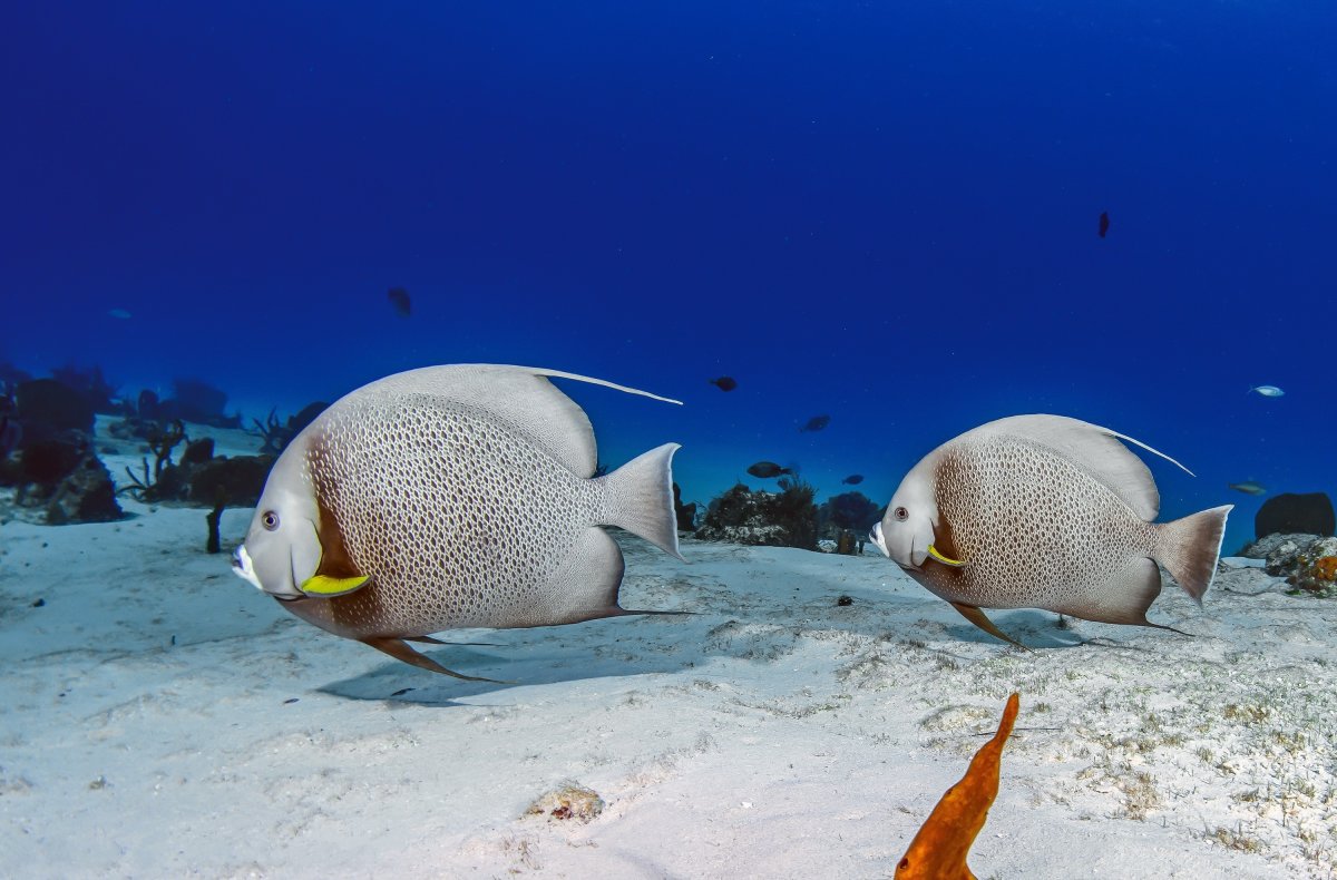 Океанские рыбы