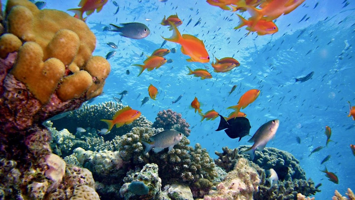 Коралловый риф