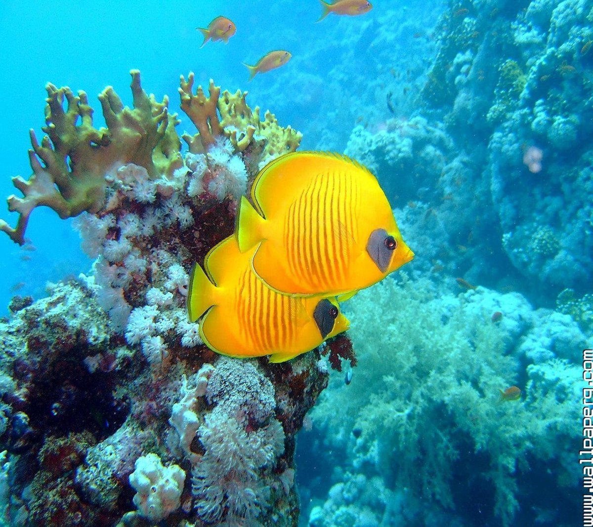 Рыбки красного моря