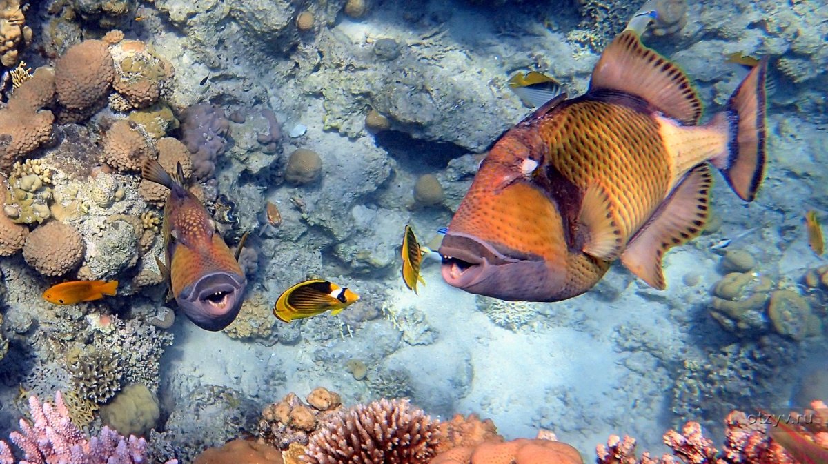 Рыбы шармаль шейха