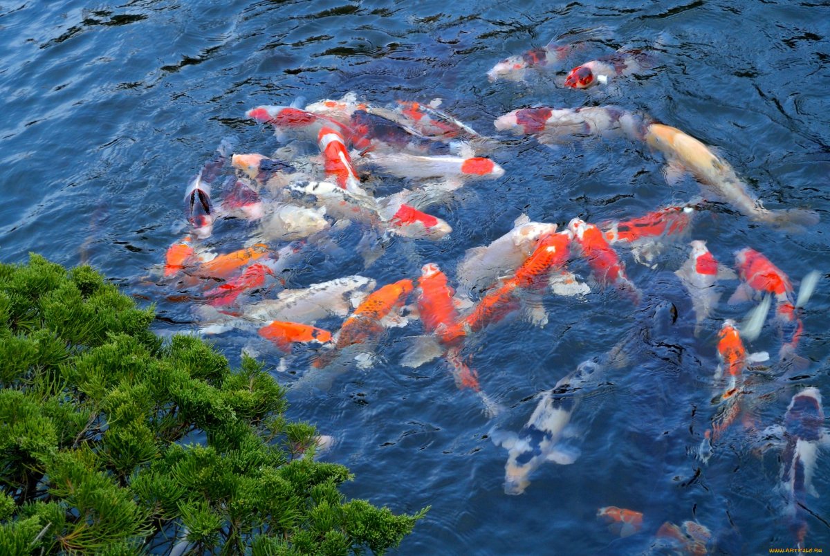 Дайвинг с рыбками