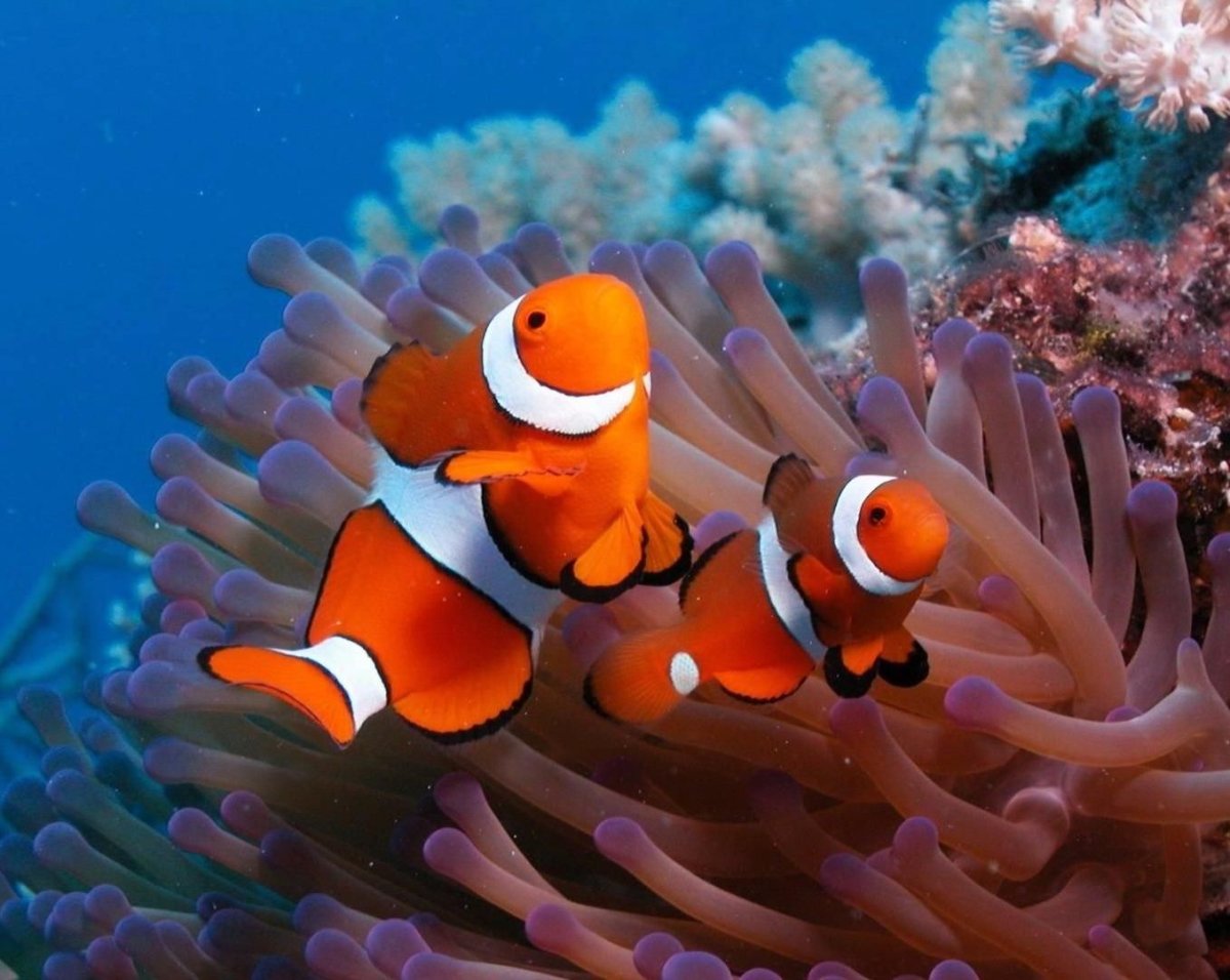 Актиния Немо