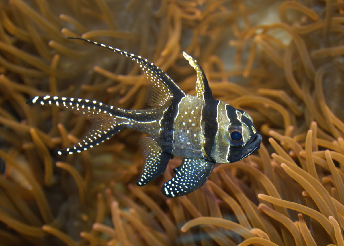 Апогон Каудерна тюлевый