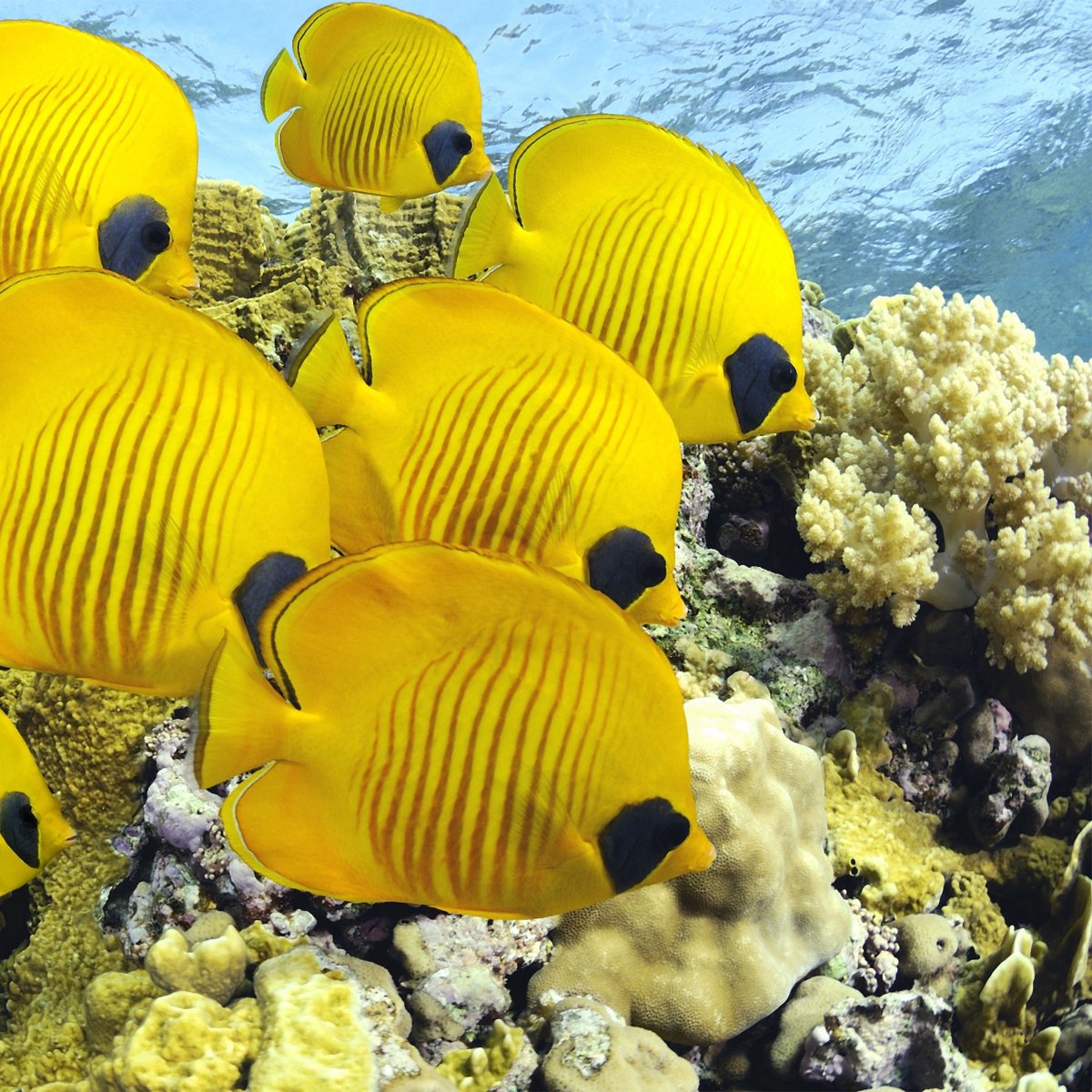 Экзотические рыбки