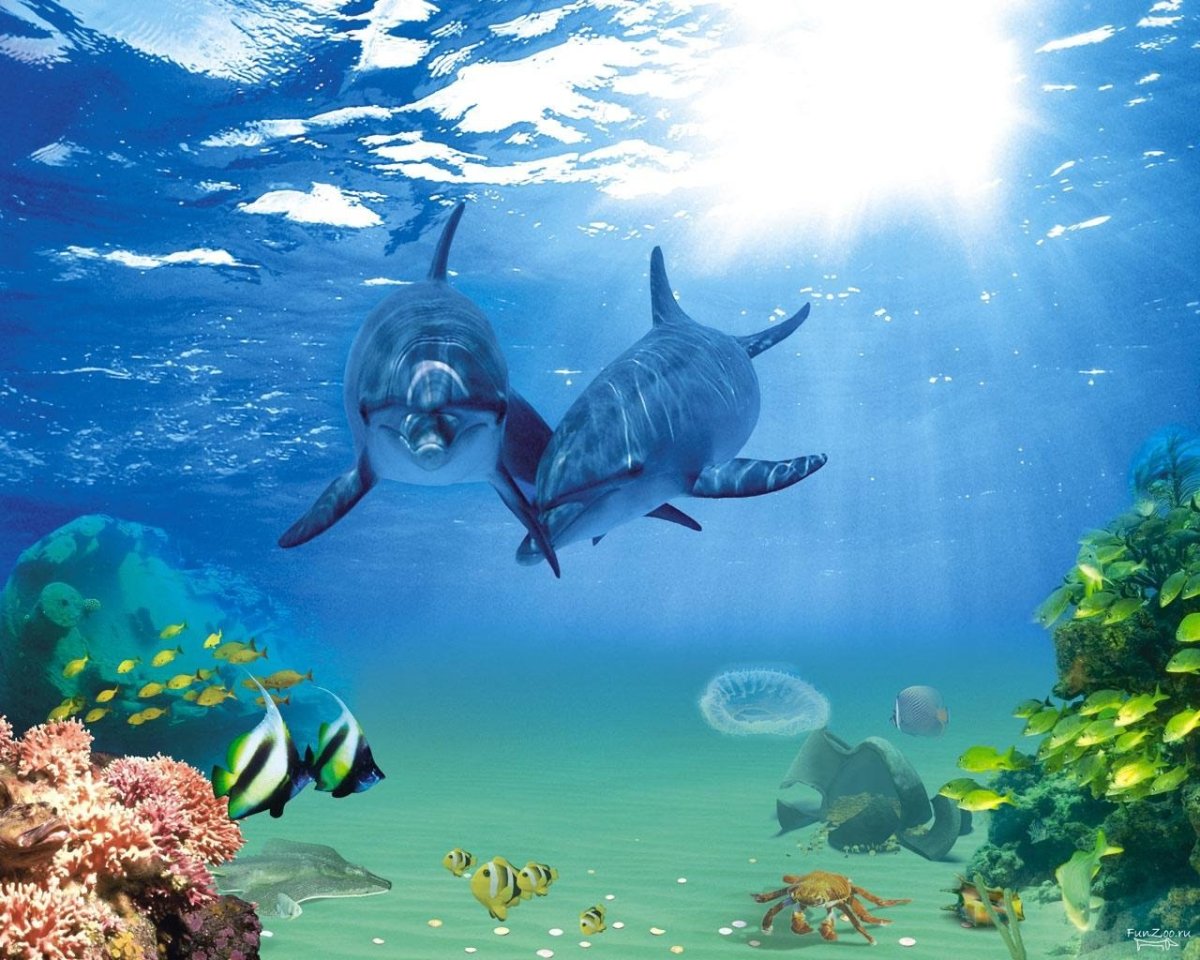 Информация о морских обитателях