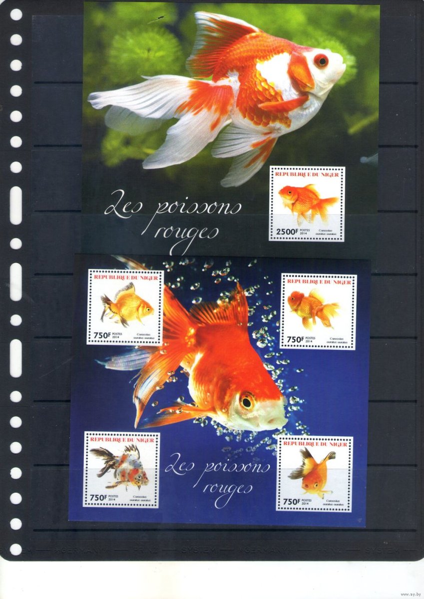 Рыба клоун амфиприон