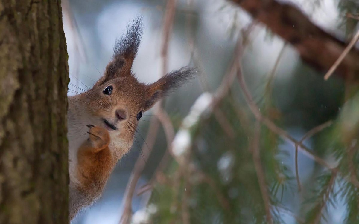 Белка тянется