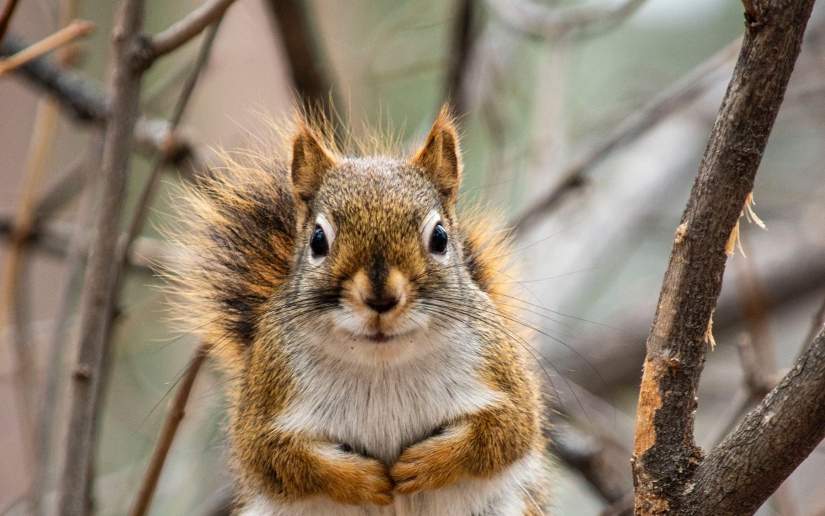 Белка 1920 х 640