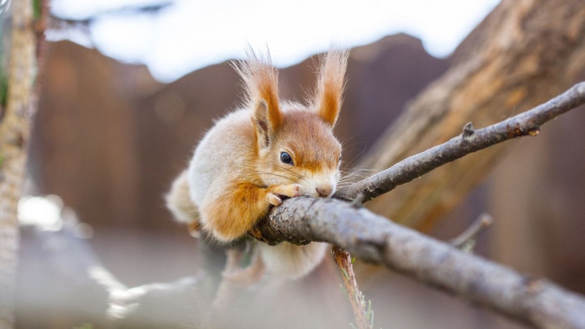 Грустный Бельчонок