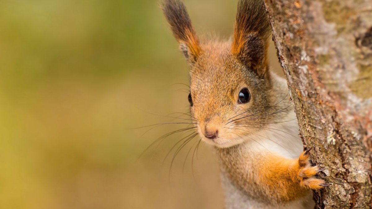 Мордочка белки