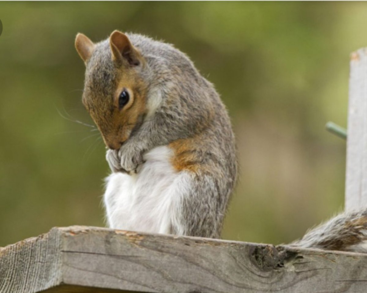 Грустные белки