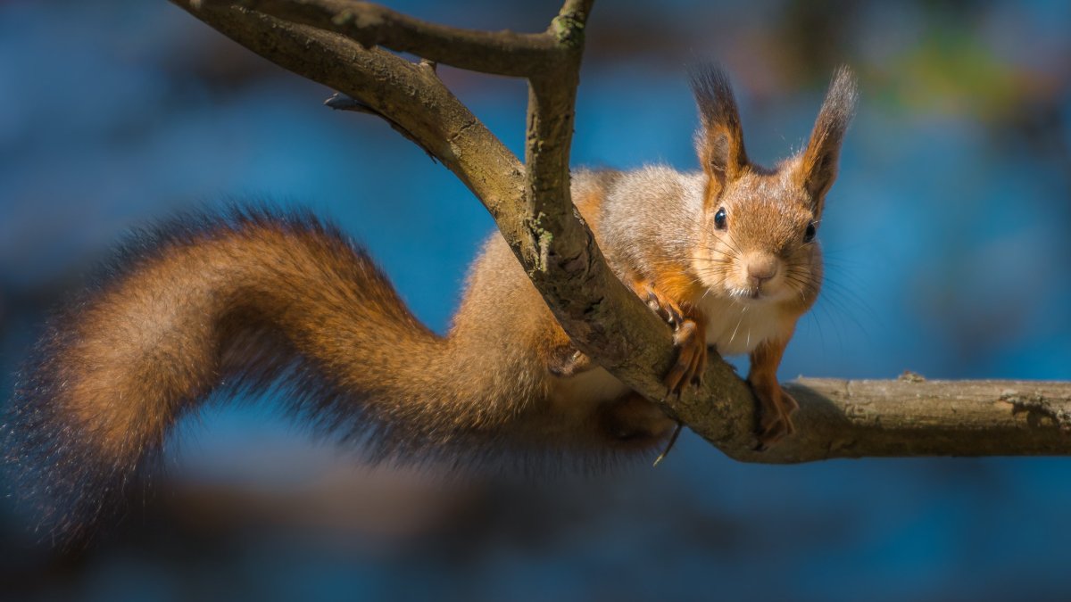 Белка на заставку
