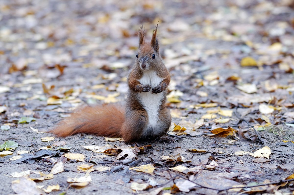 Белка умывается