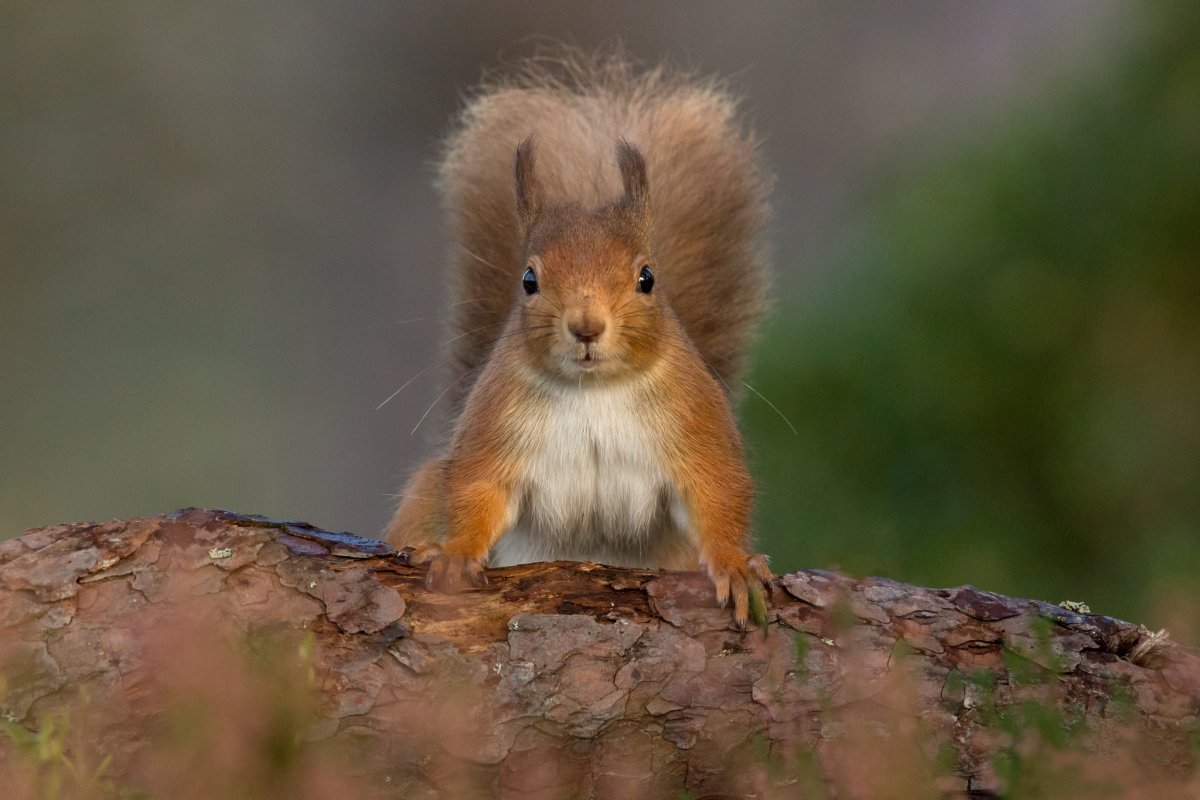 Белка на пеньке