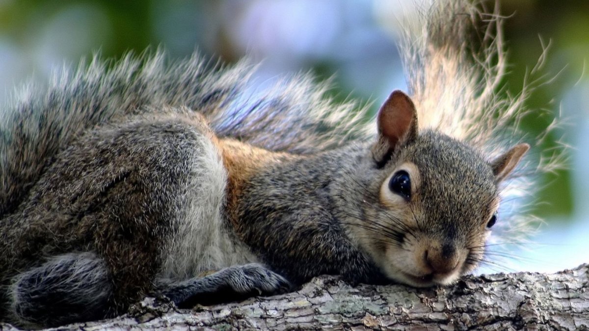 Грустные белки