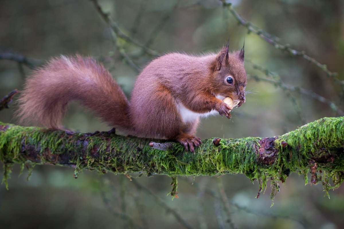 Белка изображение