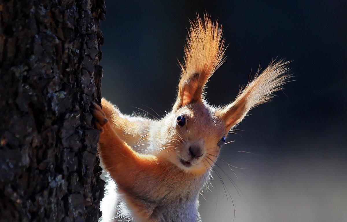 Белка на рабочий стол
