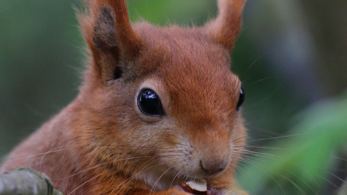 Мордочка белки