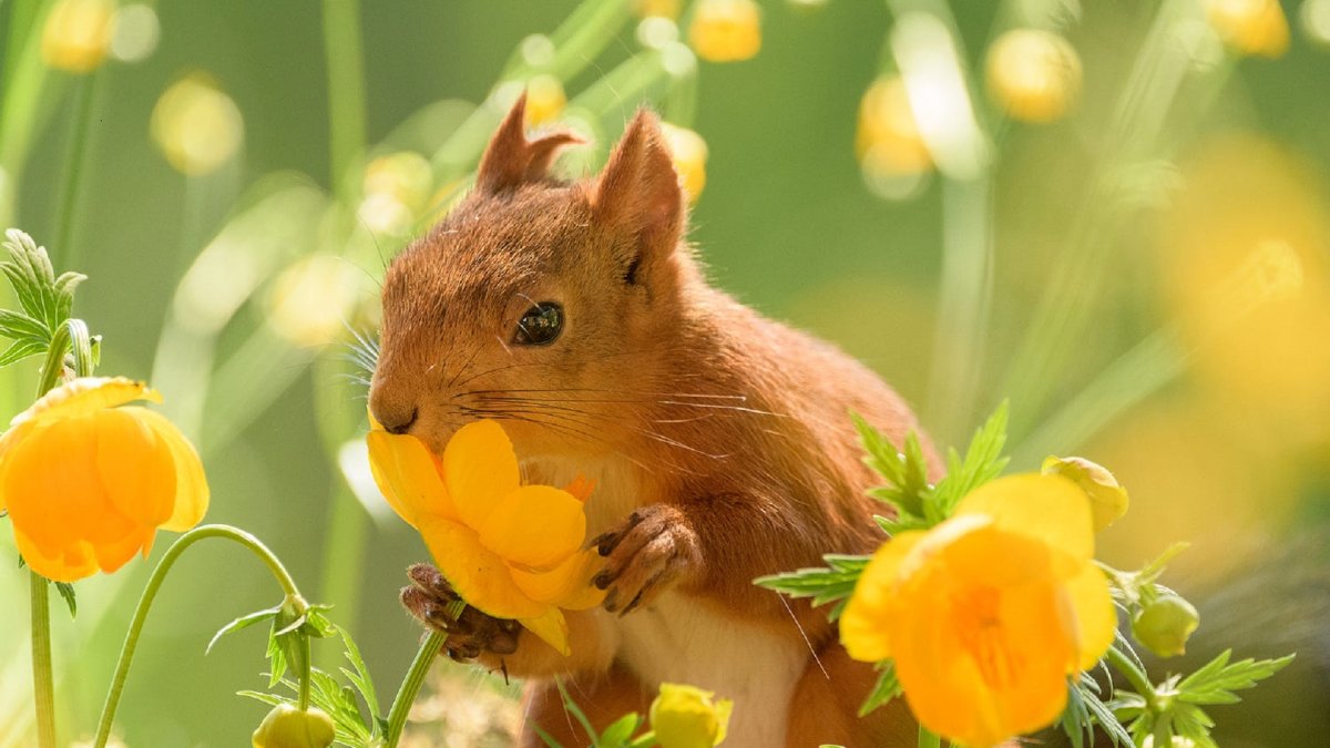 Песчаная белка