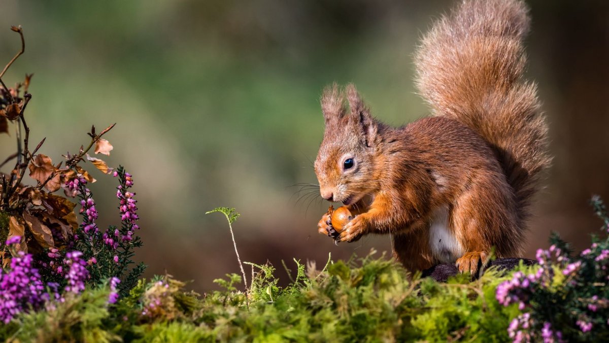 Белка с орешками