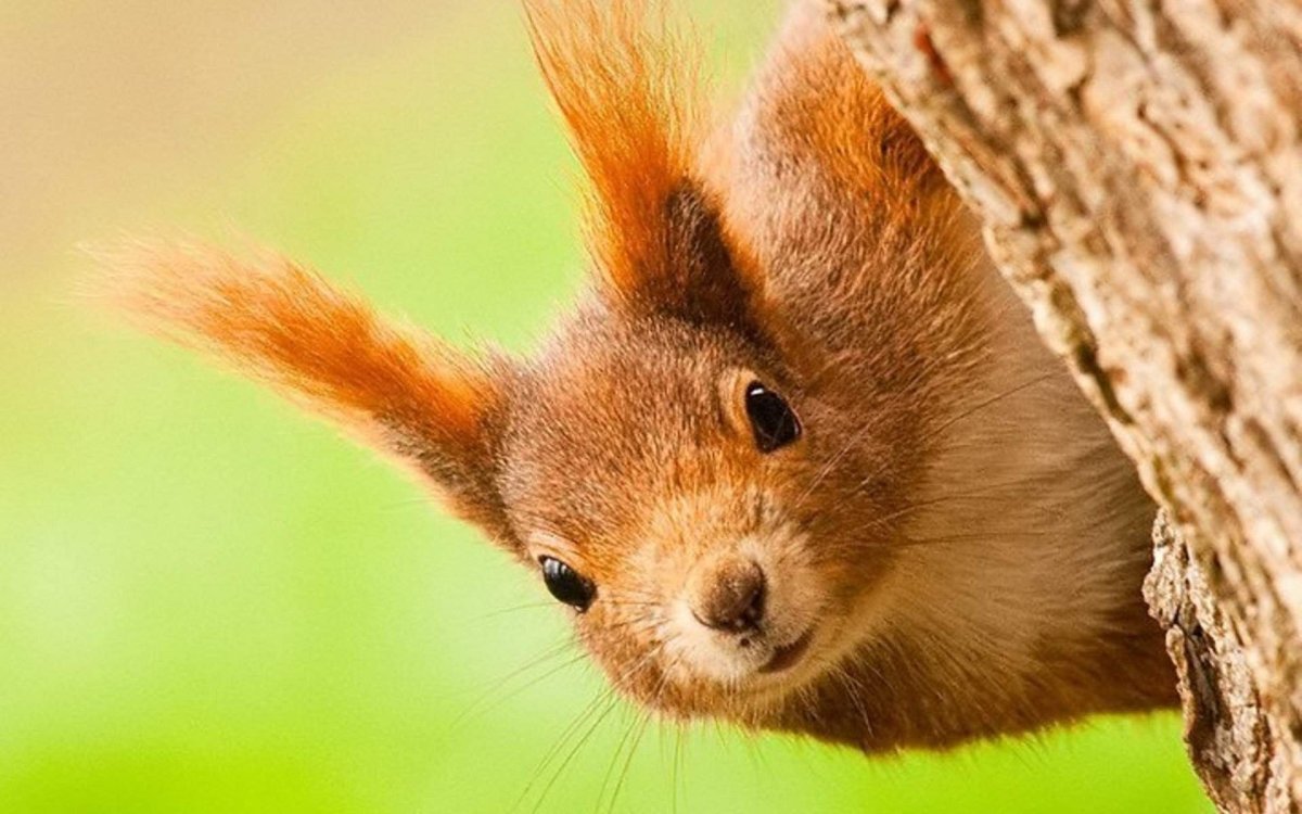 Миленькая Белочка