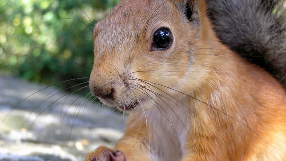 Белка прячется