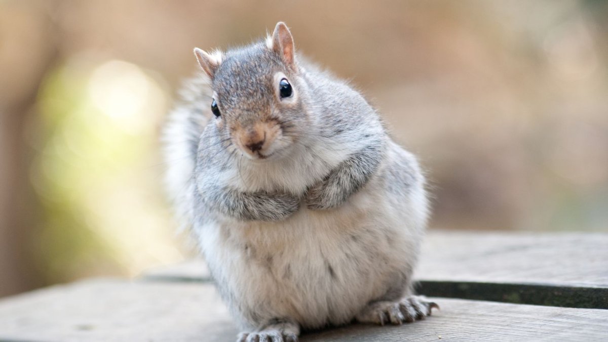 Маньчжурская белка