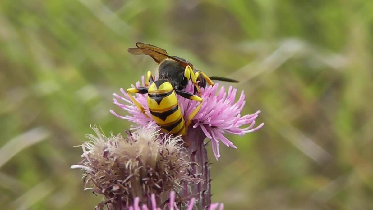 Песчаная пчела