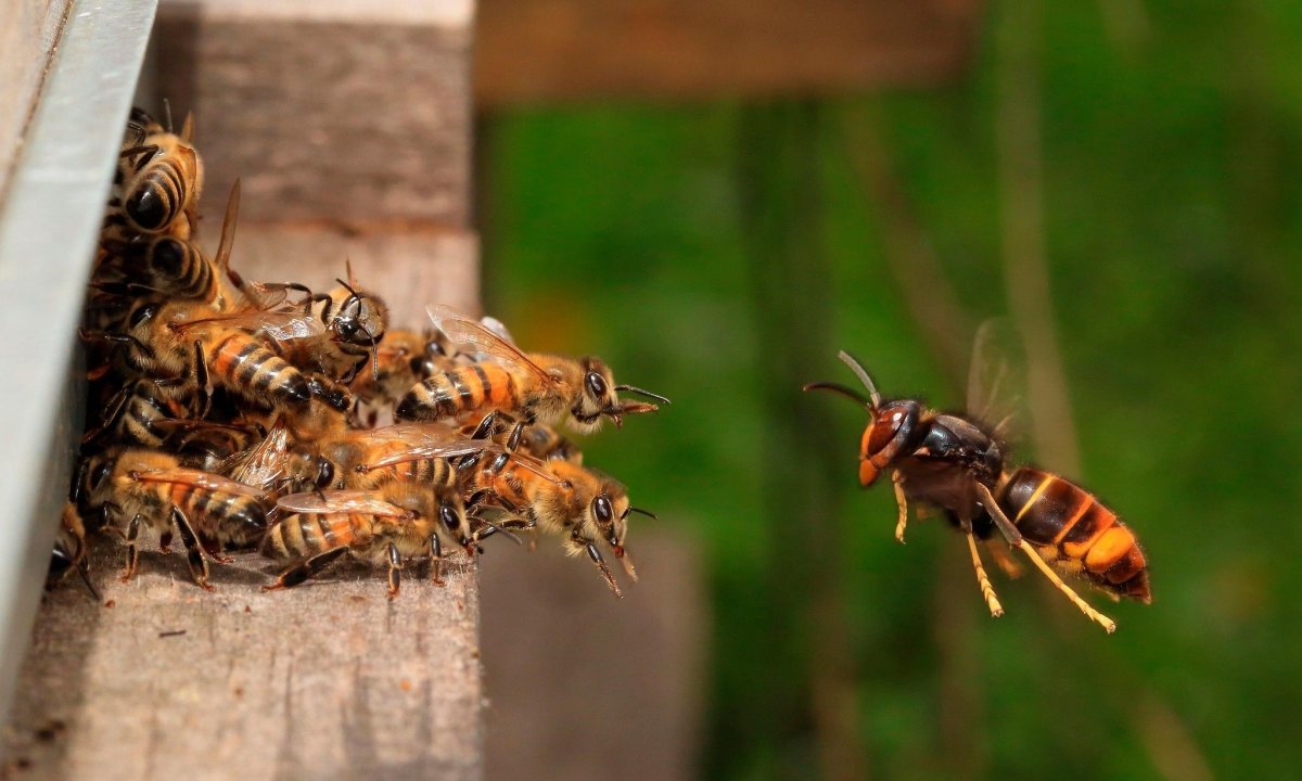 Матка пчелы и Шершень