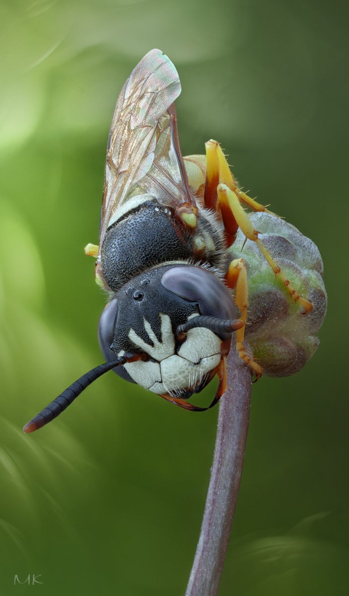 Philanthus Triangulum