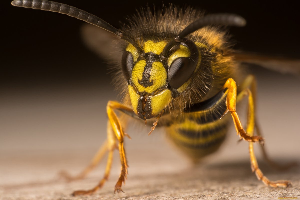 Пчёлы убийцы