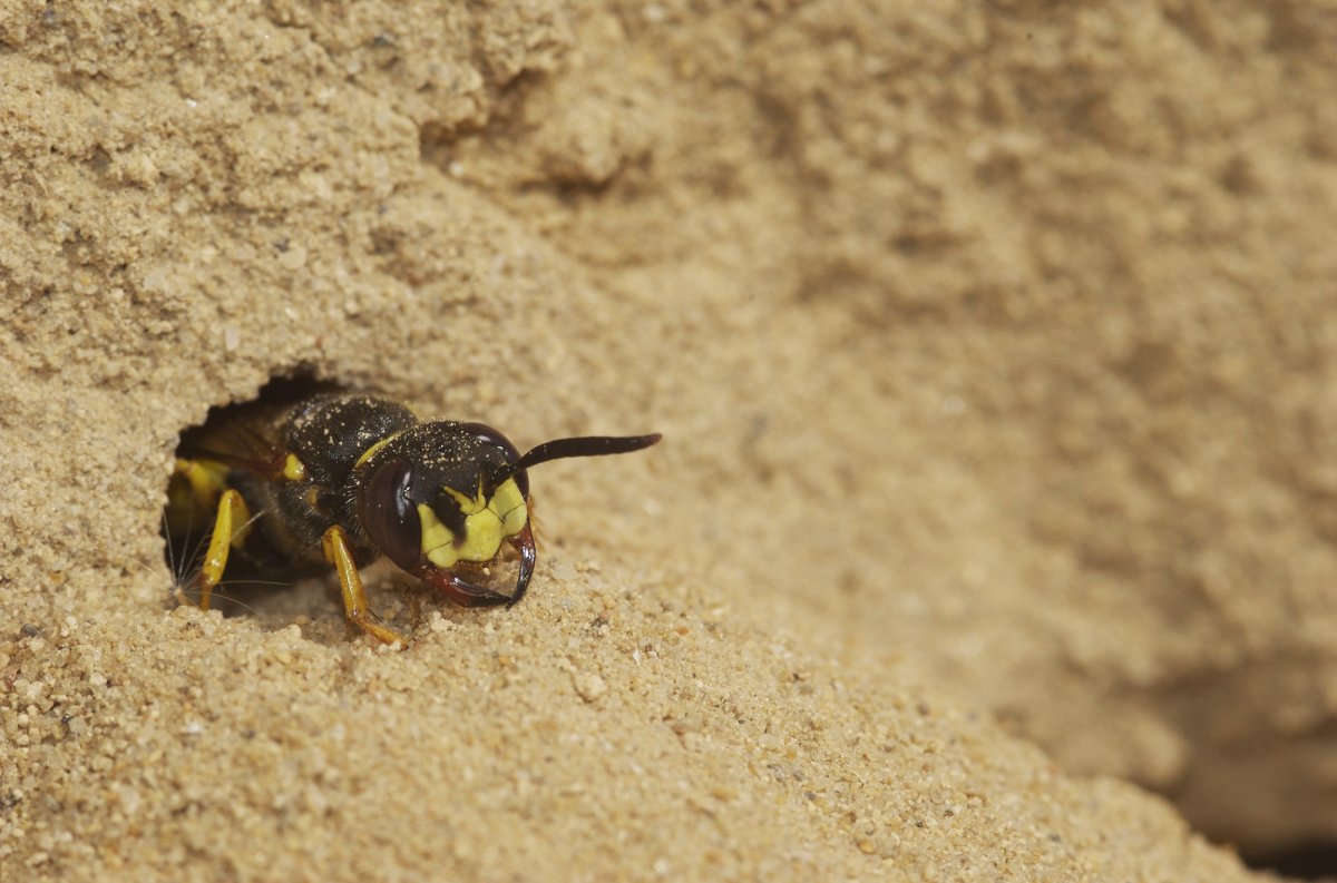 Филант пчелиный волк