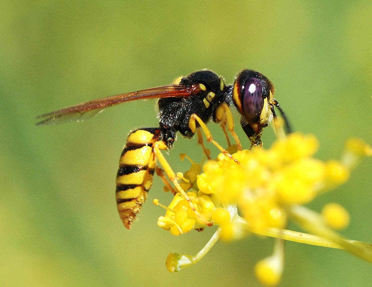 Philanthus Triangulum
