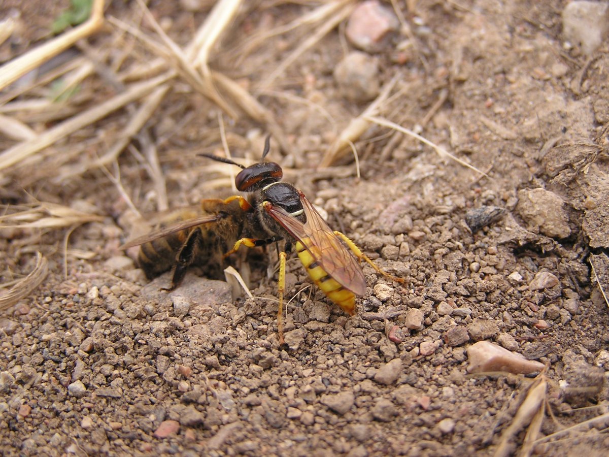 Пчела сборщица с нектаром