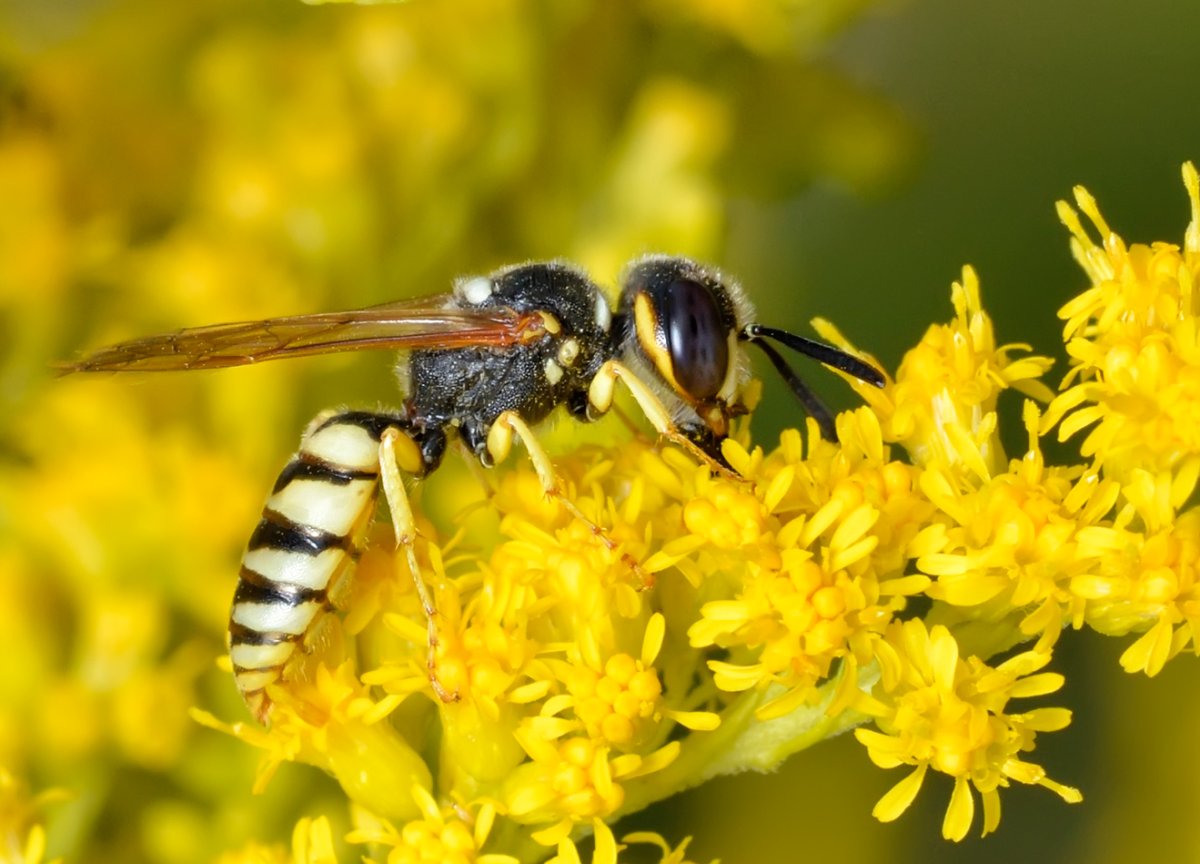 Пчела Оса Шмель Шершень с гнёздами