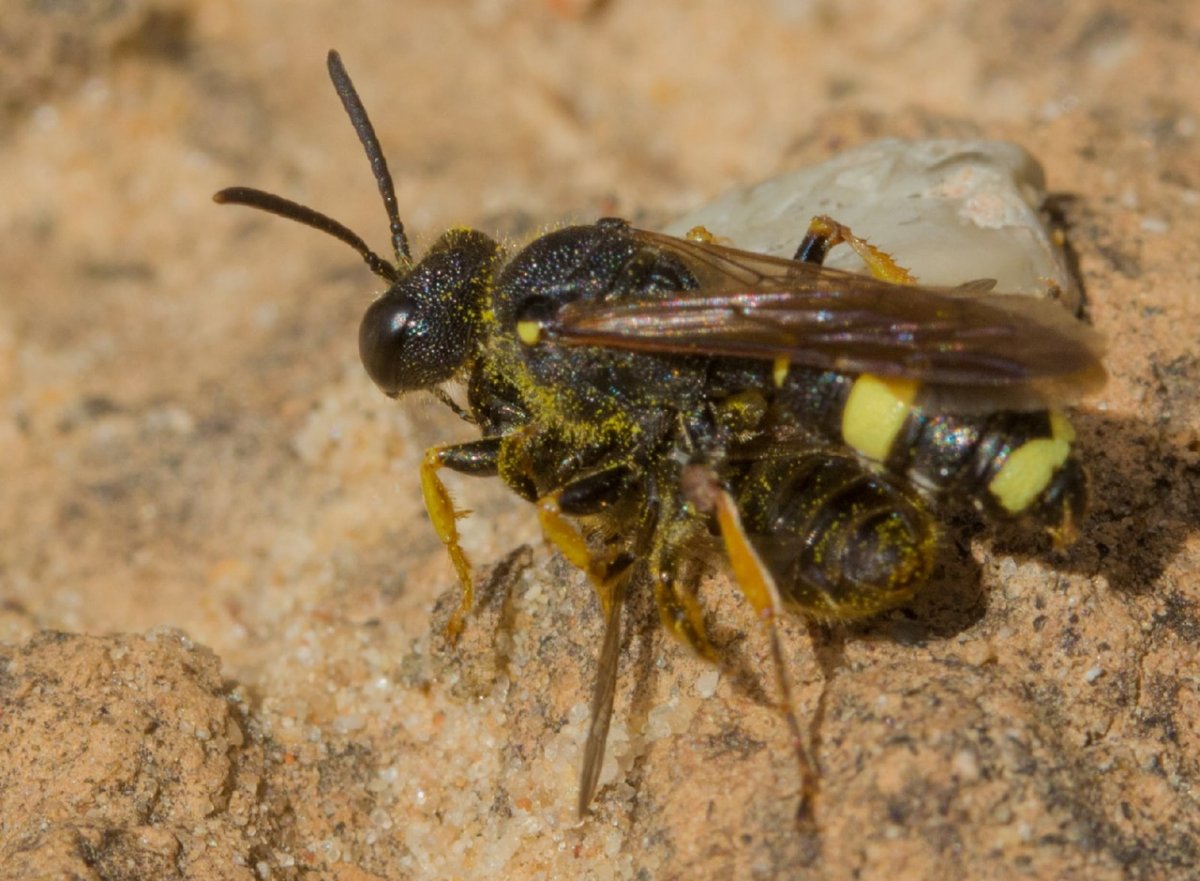 Сжатобрюх Южный