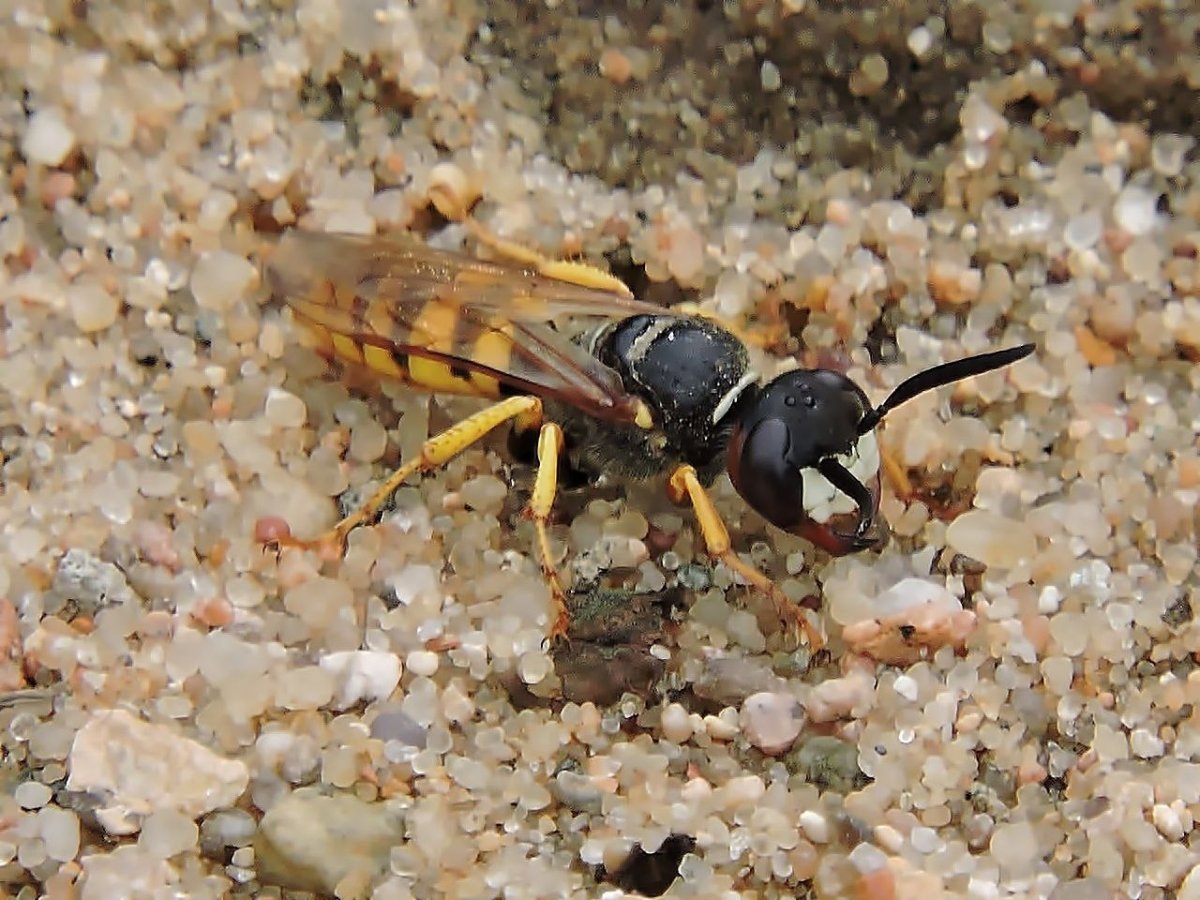 Насекомое волк