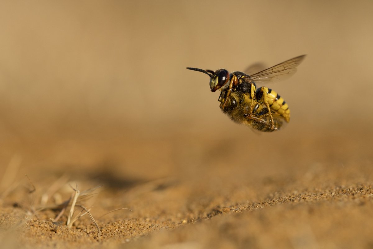 Пчелиный волк и Шершень