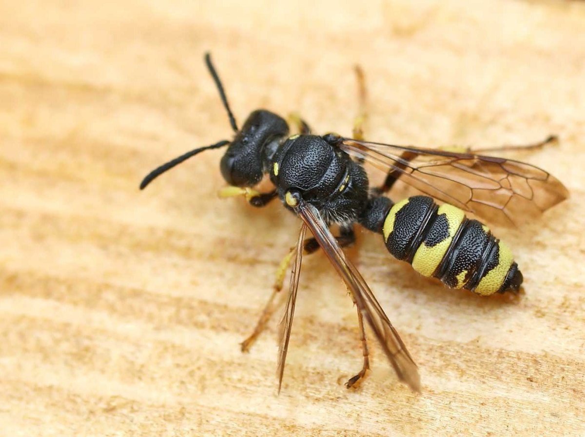 Филант лцио