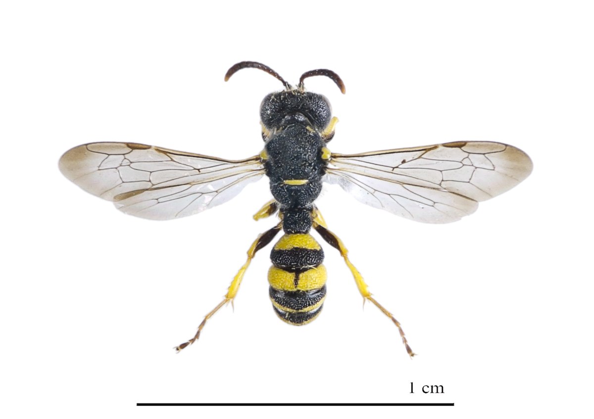 Оса пелопей кокон