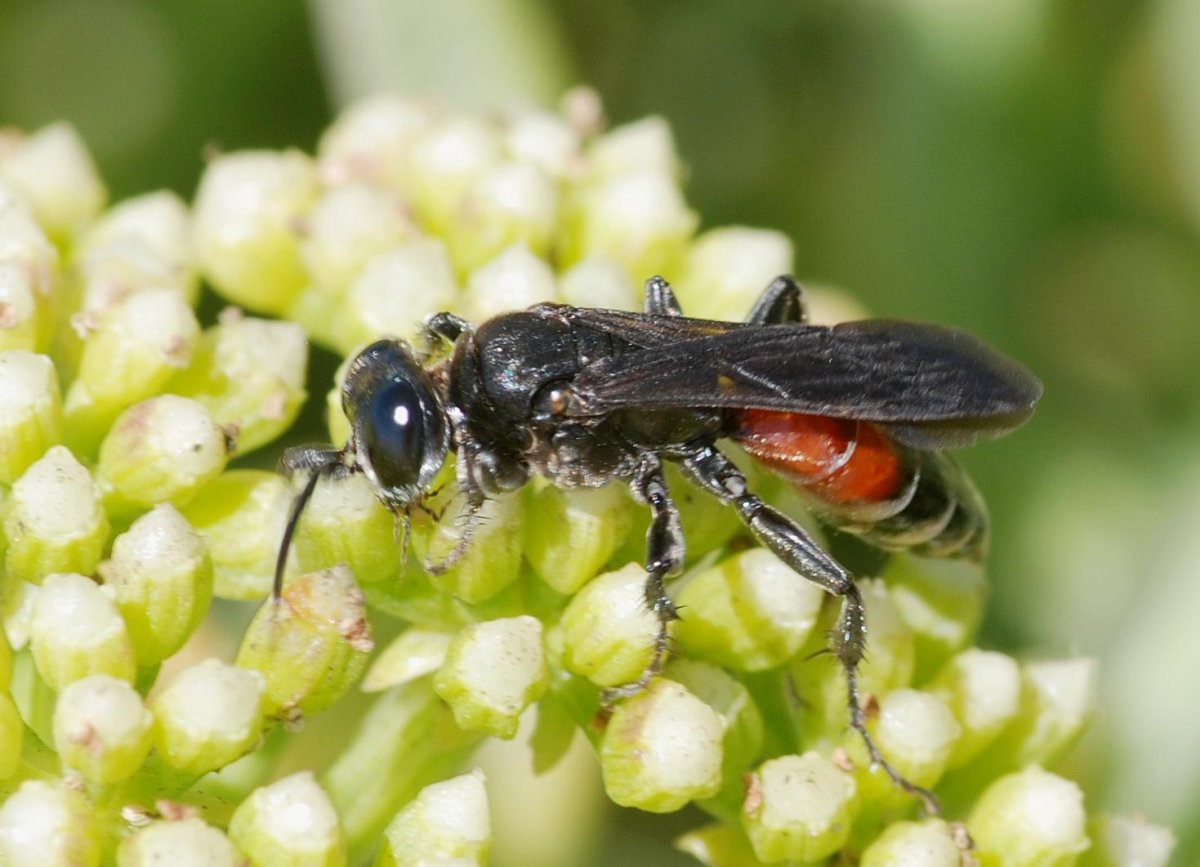 Медоносная пчела на кукурузе