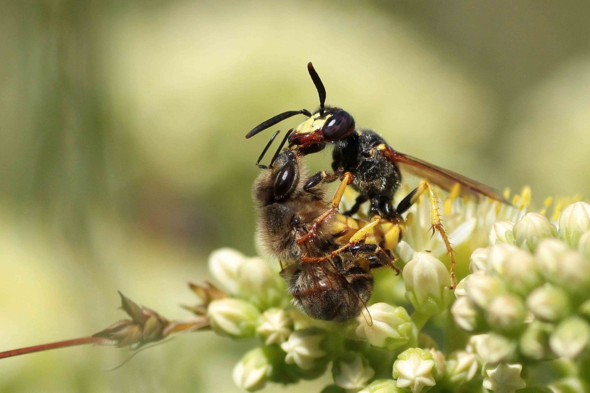 Филант насекомое